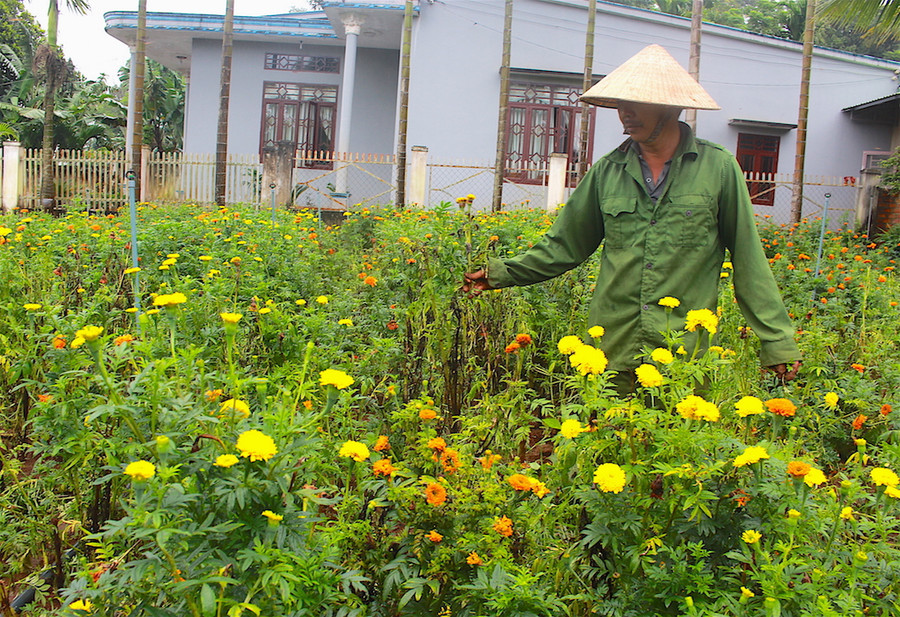 Ông Cư buồn bã bên vườn vạn thọ bị hư hại của gia đình mình. Ảnh: Hồng Thi