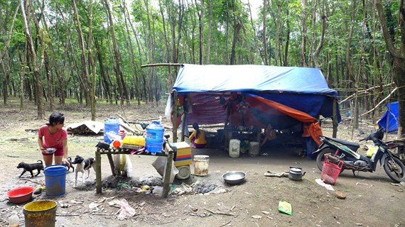  Nhiều em nhỏ đang độ tuổi đến trường phải theo cha mẹ vào rừng lao động kiếm sống