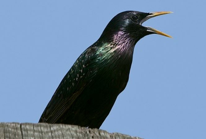  Loài chim hiện nay chính là biến thể của loài khủng long cách đây hàng trăm triệu năm.