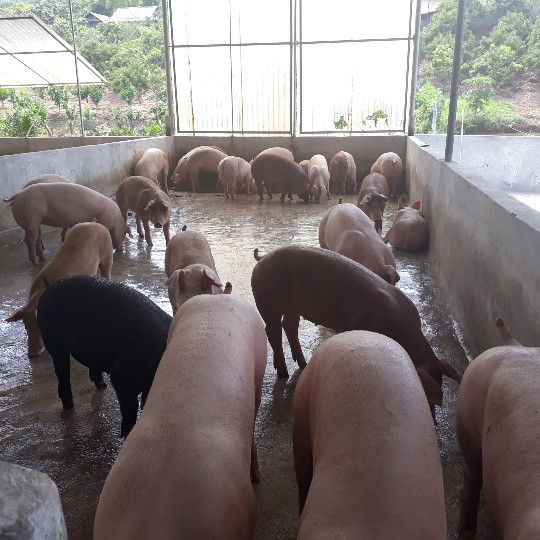 Nhờ chăm sóc đúng kỹ thuật đàn lợn của anh Xuân con nào, con nấy to béo, khỏe mạnh