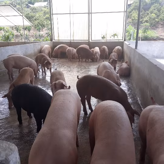 Nhờ chăm sóc đúng kỹ thuật đàn lợn của anh Xuân con nào, con nấy to béo, khỏe mạnh