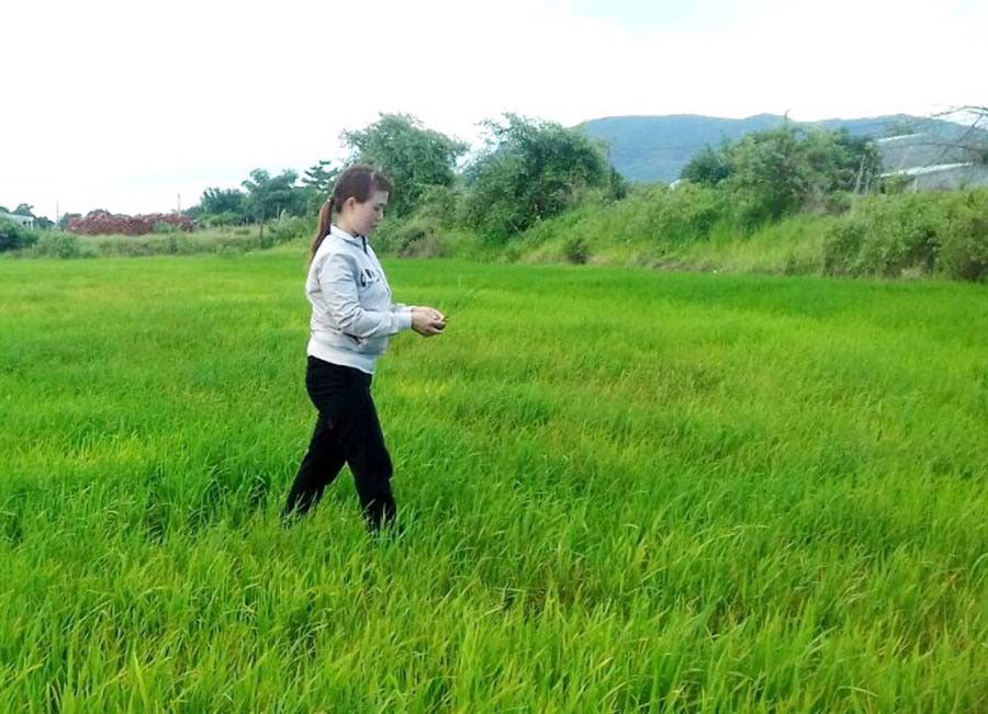 Người dân xã Ia Lâu thăm ruộng lúa đang bị nhiễm bệnh vàng xoắn lá. Ảnh: L.H  Người dân xã Ia Lâu thăm ruộng lúa đang bị nhiễm bệnh vàng xoắn lá. Ảnh: L.H