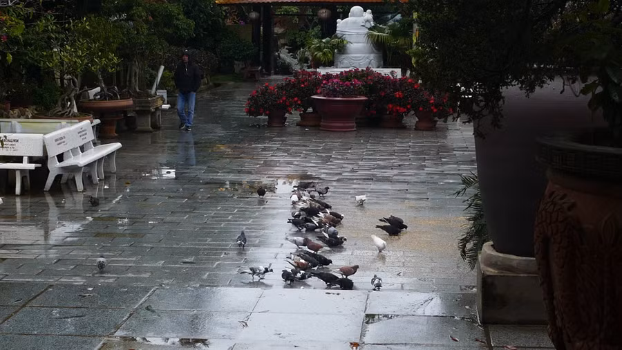 Đàn chim bồ câu trên sân Thiền viện Vạn Hạnh. Ảnh: Vũ Đoàn. Đàn chim bồ câu trên sân Thiền viện Vạn Hạnh. Ảnh: Vũ Đoàn.