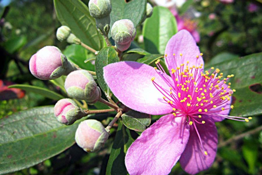  Hoa sim (ảnh minh họa).