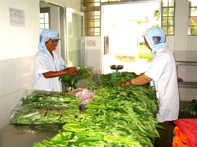 Sơ chế rau VietGAP tại HTXNN Phước Hiệp