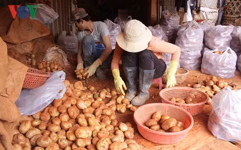 Lâm Đồng đang triển khai Đề án bảo vệ thương hiệu khoai tây Đà Lạt.