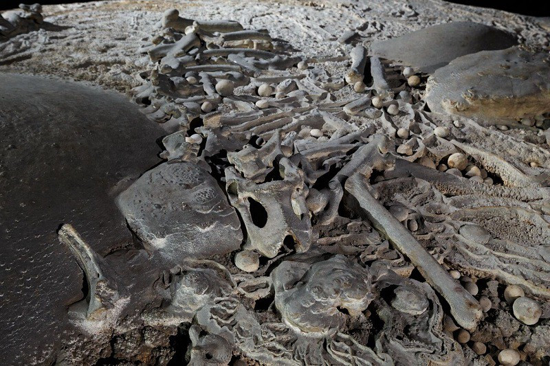  Khi vượt qua “bức tường Việt Nam” có thể thấy ánh sáng bên ngoài cửa hang, chứng kiến 1 bộ xương sơn dương bị hoá thạch nằm trên một mỏm đá cao trong hang.​