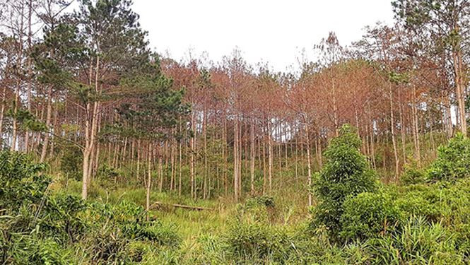 Cả vạt rừng bị đầu độc đang chết, héo khô dần