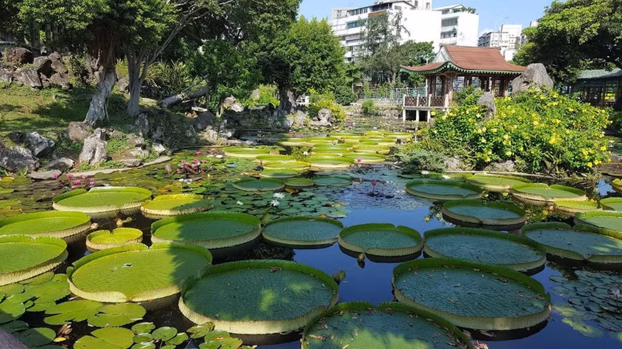  1 Ngày 16/8, lá sen khổng lồ cùng kiến trúc cổ Trung Quốc tạo nên khung cảnh độc đáo tại công viên Song Khê, Đài Bắc. Ảnh: PSLO. 