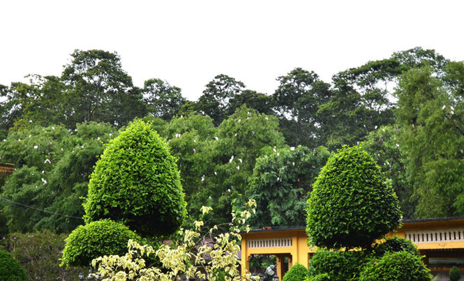 Chim cò tụ họp trên các ngọn cây cổ thụ