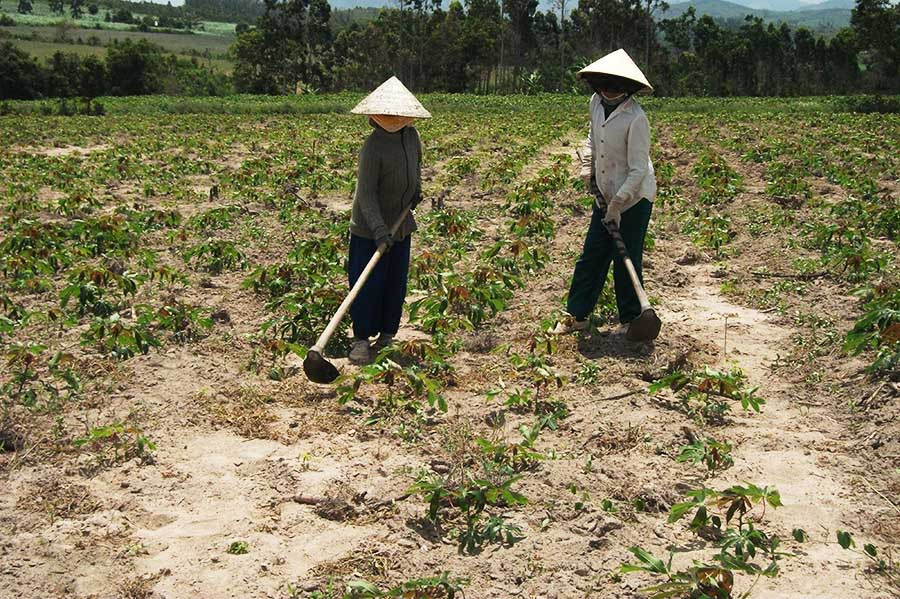  Nông dân Krông Pa chăm sóc mì. Ảnh: L.N