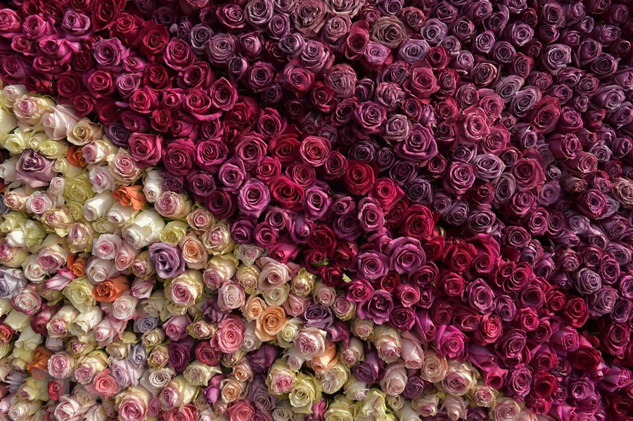 Hoa hồng sự dụng để làm Kim tự tháp tại thị trấn Tabacundo.