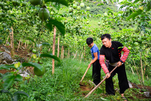 Anh Tráng A Cao chăm sóc vườn chanh leo. Ảnh: Xuân Tuấn