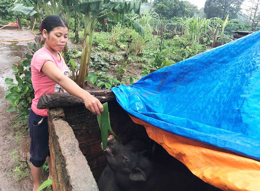 Người dân cam kết không chăn nuôi gia súc gia cầm thả rông như trước. Ảnh: P.V