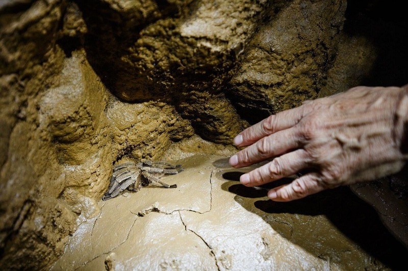 Một trong những nét độc đáo của Sơn Đoòng chính là điều kiện khí hậu riêng tạo nên hệ sinh thái đa dạng. Bởi vậy, ngay cả khi đi sâu xuống lòng đất, du khách vẫn có thể bắt gặp những sinh vật tồn tại.