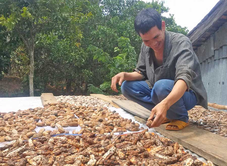  Người dân Ia Kreng phơi chuối rừng trước khi đem bán. Ảnh: L.H