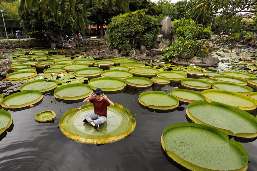  Theo Taiwan News, trong những năm gần đây, điều kiện thời tiết thất thường, nhiệt độ cao và tình trạng thiếu nước đang khiến việc ươm mầm trở nên rất khó khăn. Các nhân viên phải rất cẩn thận chăm nom và nuôi dưỡng bất chấp gai đâm và tiết trời nắng gắt. Ảnh: Reuters. 