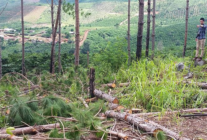 Vụ cưa hạ trái phép hàng chục cây thông ở xã Liên Hiệp, huyện Ðức Trọng, Lâm Ðồng.