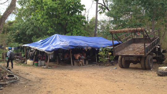 Lán trại khai thác gỗ lậu của Phượng 