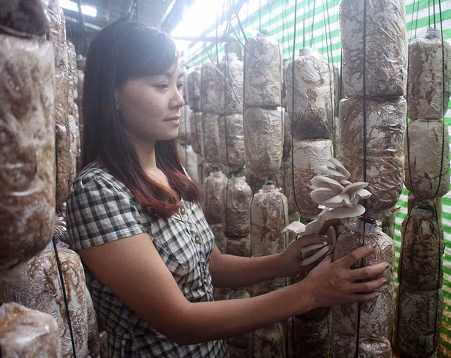  Chị Phượng bên trang trại nấm của mình. Ảnh: H.P