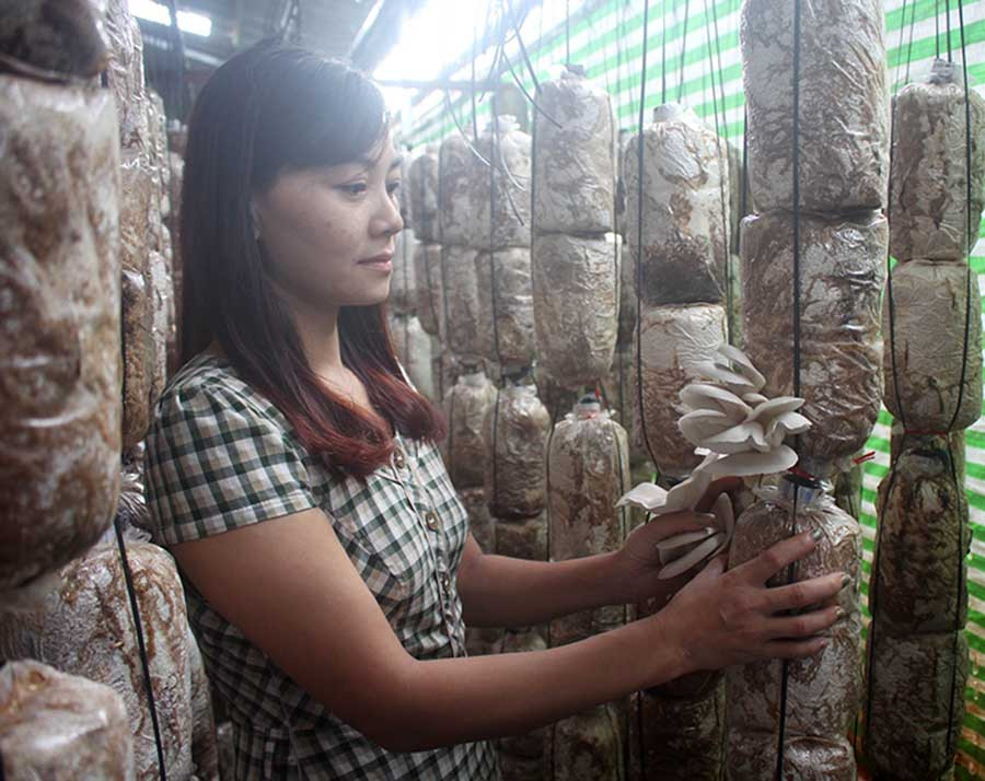  Chị Phượng bên trang trại nấm của mình. Ảnh: H.P