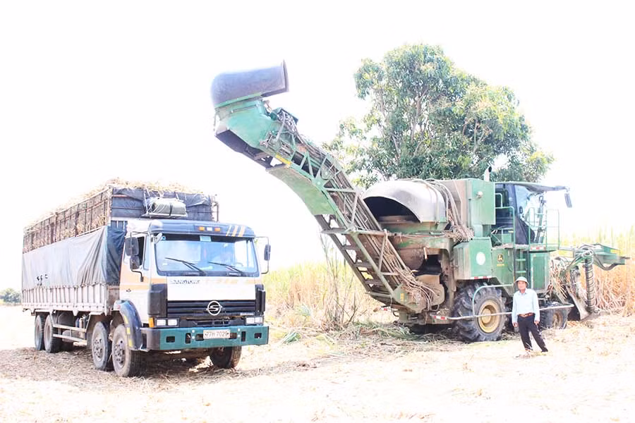  Xe nâng mía thu hoạch bằng máy. Ảnh: Nguyễn Diệp