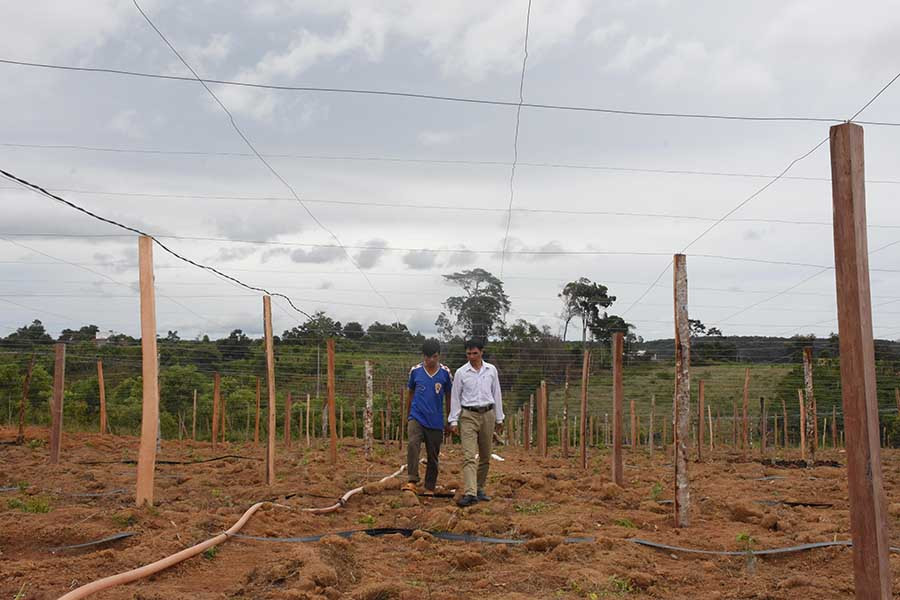  Vườn chanh dây mới trồng của gia đình ông Phan Văn Hùng (xã Sơn Lang, huyện Kbang). Ảnh: N.S