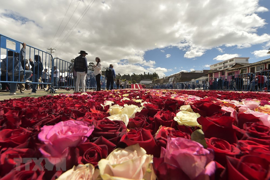Du khách ngắm Kim tự tháp làm từ hoa hồng tại thị trấn Tabacundo