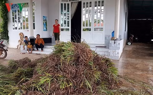 Cây sả đã trở thành cứu tinh thoát nghèo.