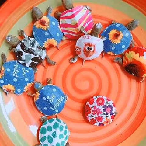 Rùa mini có giá bán từ 40.000- 60.000 đồng/con