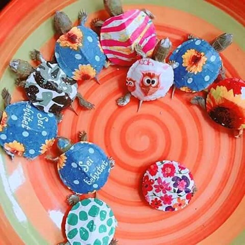 Rùa mini có giá bán từ 40.000- 60.000 đồng/con Rùa mini có giá bán từ 40.000- 60.000 đồng/con