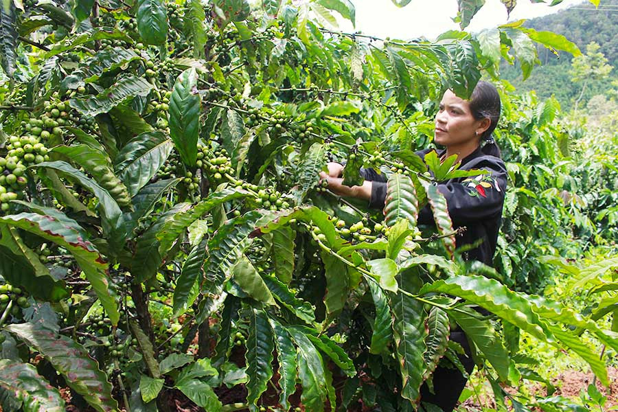  Cây cà phê vối đang giúp người dân làng Đê Pral từng bước ổn định cuộc sống. Ảnh: Hồng Thi