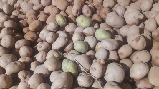 Sự khác biệt giữa khoai tây Trung Quốc trước và sau khi nhuộm đất Đà Lạt Sự khác biệt giữa khoai tây Trung Quốc trước và sau khi nhuộm đất Đà Lạt