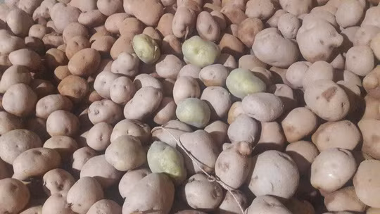 Sự khác biệt giữa khoai tây Trung Quốc trước và sau khi nhuộm đất Đà Lạt