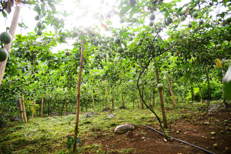 Với 5ha trồng chanh leo, mỗi năm gia đình Tráng A Cao thu về cả tỷ đồng-1 số tiền mà những năm trước trồng ngô, trồng sắn anh có mơ cũng không thấy.