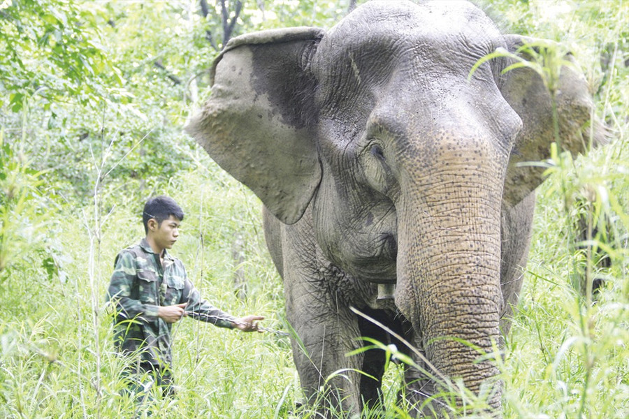 Voi không bị bắt làm du lịch sẽ có điều kiện để sinh hoạt, có không gian “yêu đương” nhiều hơn.