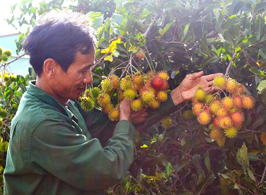  Ông Nguyễn Văn Thiên kiểm tra vườn chôm chôm sắp cho thu hoạch. Ảnh: H.L