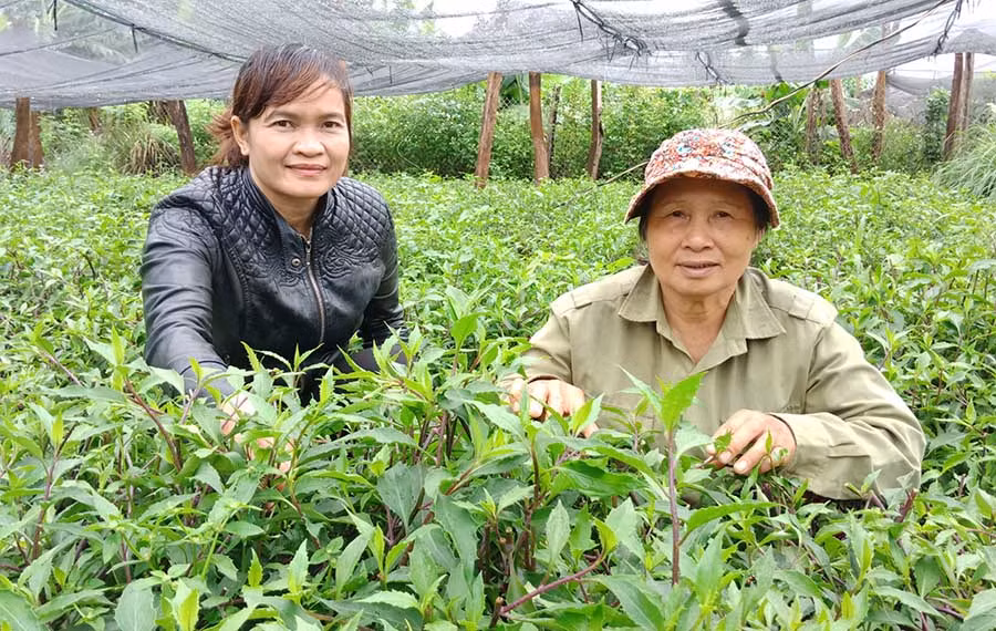  Bà Yên (bìa phải) giới thiệu mô hình trồng rau rừng. Ảnh: L.T