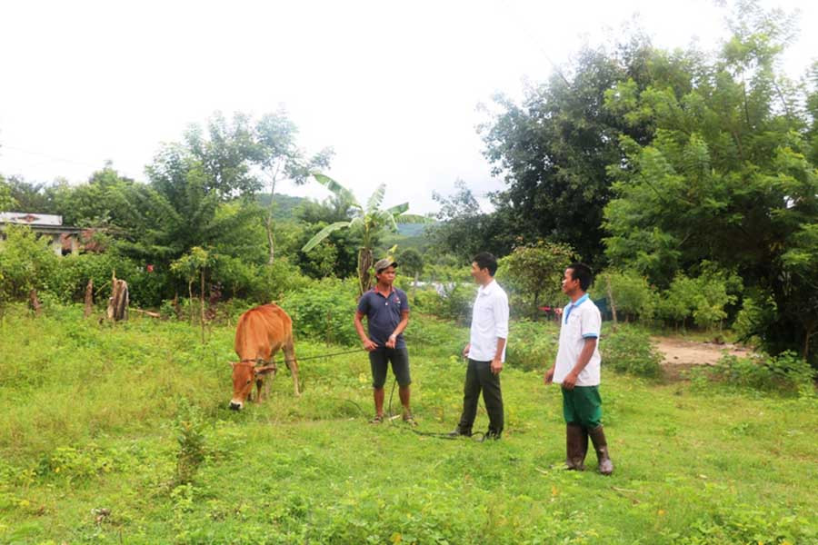 Anh Đinh Thâm được cán bộ Hội Nông dân xã hướng dẫn kỹ thuật chăm sóc và phòng bệnh cho bò. Ảnh: Hồng Thương
