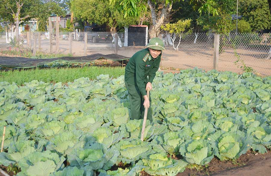Các đơn vị đã tự túc được rau xanh trong bữa ăn hàng ngày. Ảnh: P.D Các đơn vị đã tự túc được rau xanh trong bữa ăn hàng ngày. Ảnh: P.D