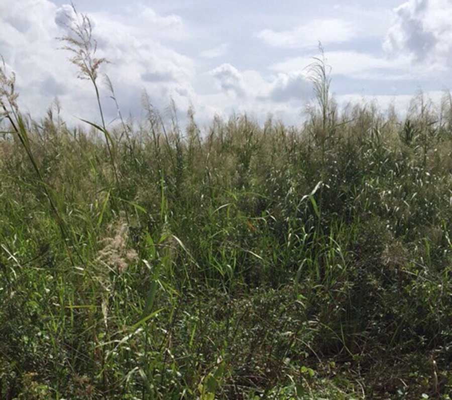 Đối tượng bỏ trốn vào bãi cỏ rộng 20 ha để tẩu thoát.