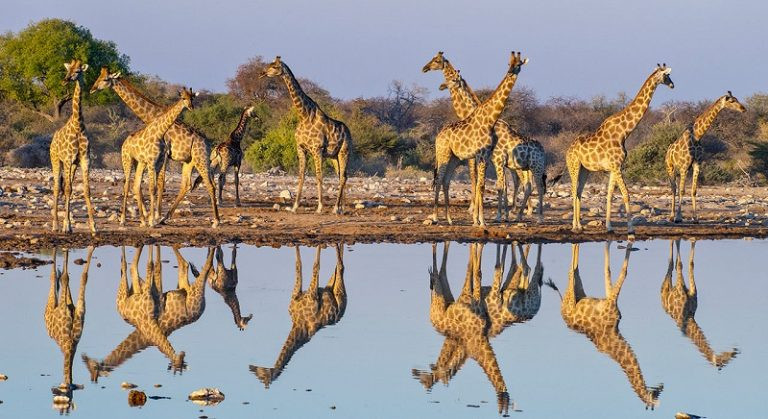 Công viên Etosha là nơi cư trú của hàng trăm loài động vật