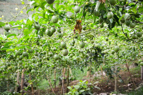 Không ngờ những triền núi lởm chởm mỏm đá tai mèo bản Hua Tạt, huyện Vân Hồ, tỉnh Sơn La-nơi Tráng A Cao sinh sống lại có thể trồng được những vườn chanh leo trĩu trịt quả.