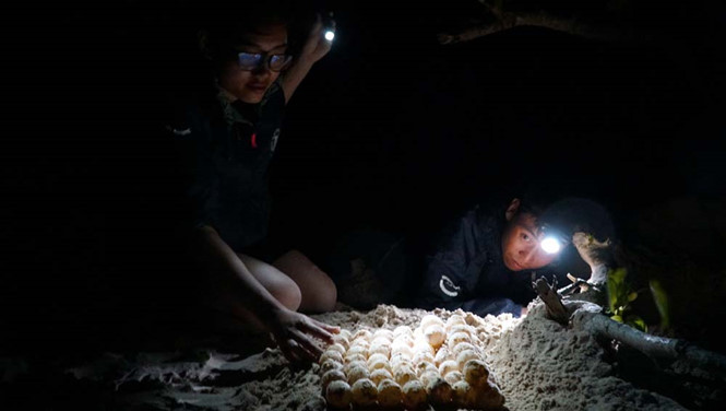 Anh Thái Khắc Tình hướng dẫn tình nguyện viên lấy trứng rùa. Ảnh: Thanh Tâm