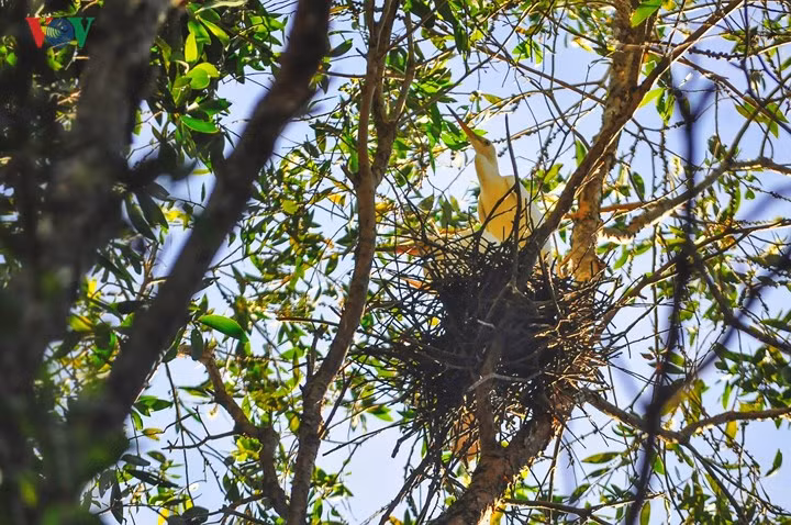 Bên mạn xuồng, không khó để bạn bắt gặp vài cánh cò trắng thơ thẩn, những chú chim chí chóe đùa nhau, đàn ong mật rù rì qua tán lá,… tựa như thuở hồng hoang.