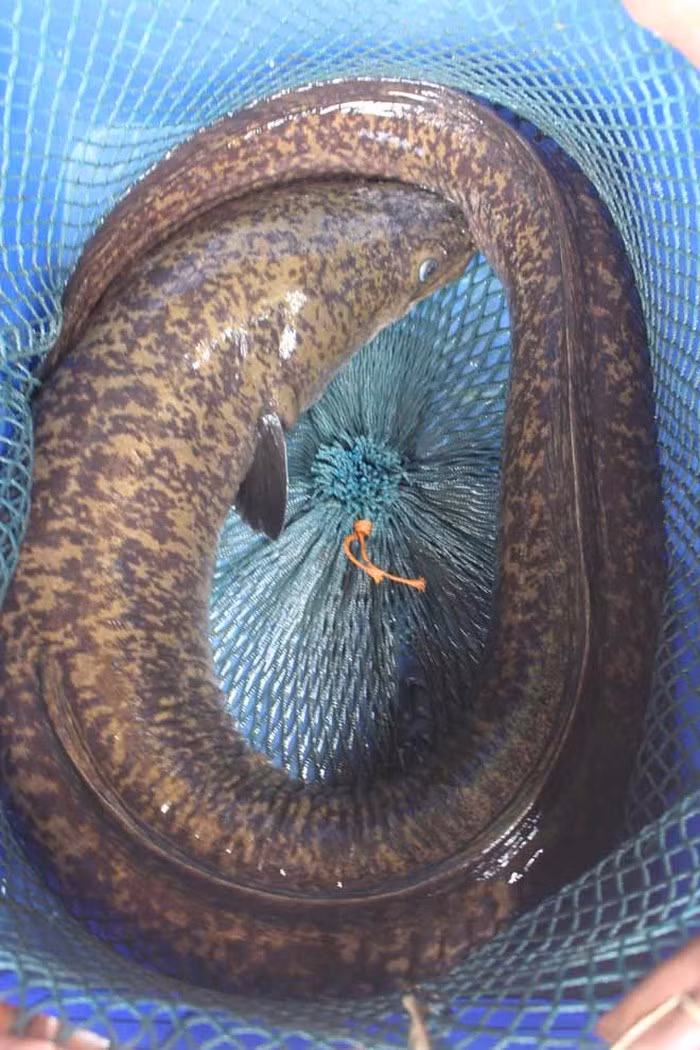 Con cá chình có cân nặng 15kg, dài gần 1m