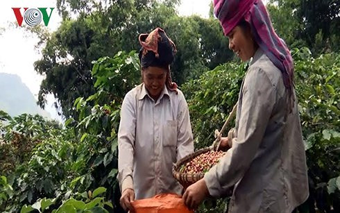 Giá cà phê sẽ tiếp tục giảm từ nay tới cuối năm. Giá cà phê sẽ tiếp tục giảm từ nay tới cuối năm.