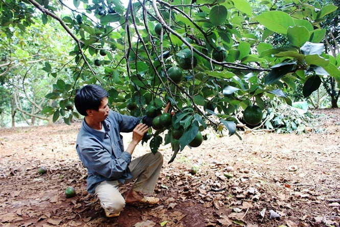 Bơ Booth được nhiều nông dân trồng thay thế hồ tiêu