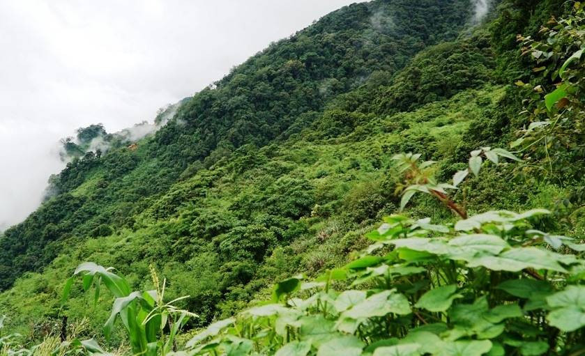  Sâm Ngọc Linh sinh trưởng trên dãy núi Ngọc Linh, thuộc 2 tỉnh Kon Tum và Quảng Nam ở độ cao 1.200 - 2.500m