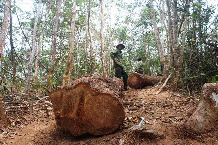  Một vụ khai thác gỗ trái phép bị phát hiện tại huyện Chư Pah. Ảnh: H.S
